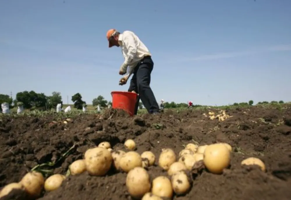 Cererea de cartofi este destul de redusă; obiceiurile de consum s-au schimbat