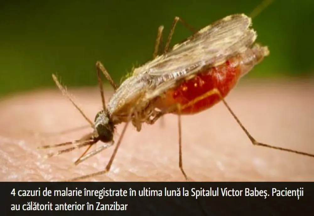 4 cazuri de malarie înregistrate în ultima lună la Spitalul Victor Babeş