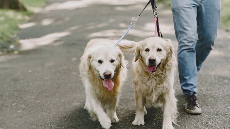 Câinii nu mai pot fi legați în lanț în Uniunea Europeană