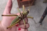 Lăcuste uriașe au invadat orașele din Bulgaria. Oamenii s-au speriat: „Le-au aruncat din elicopter, sunt sigur”