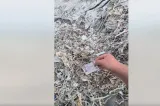 Descoperire șocantă în Republica Moldova: Sute de permise de conducere românești, aruncate la o groapă de gunoi! VIDEO