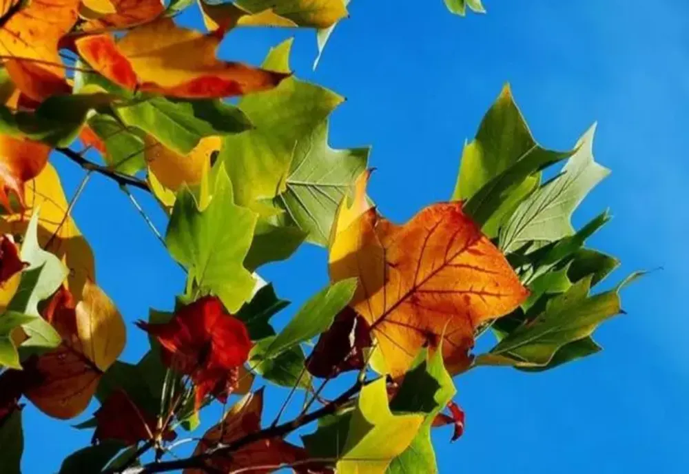 VREMEA 26 SEPTEMBRIE. TEMPERATURI ANORMALE PENTRU ACEASTĂ PERIOADĂ A ANULUI